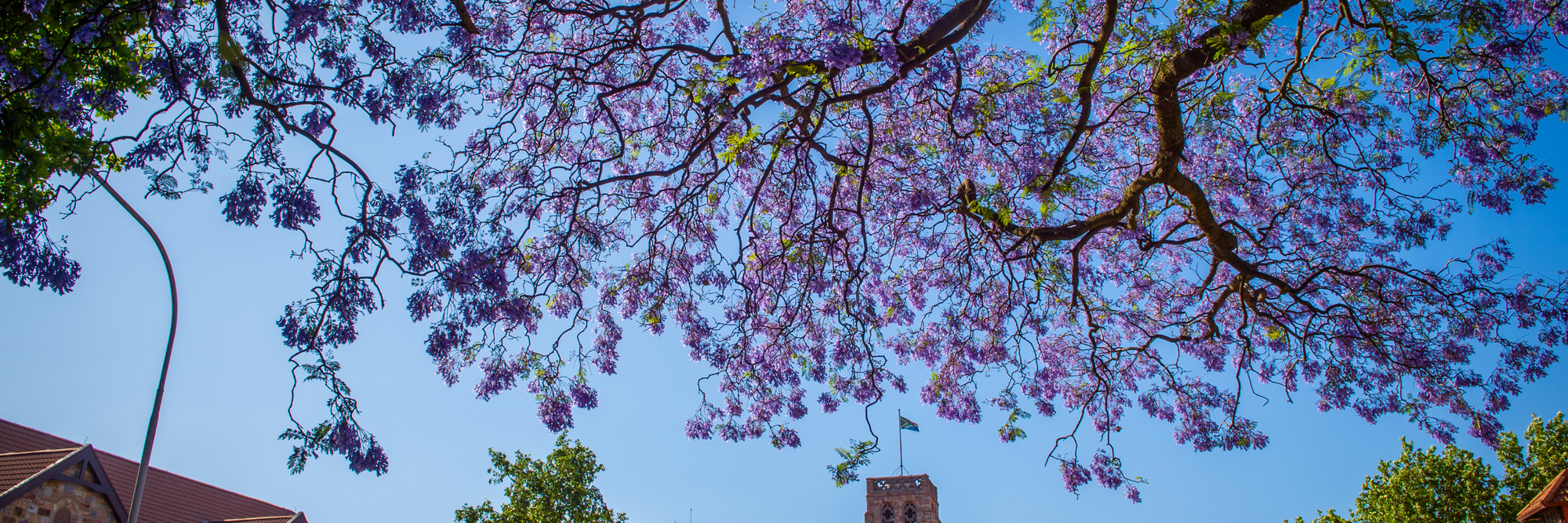 Banner DSC 8262